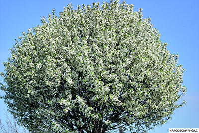 Вишня Убракулифера - Umbraculifera