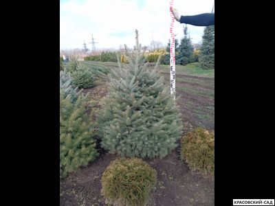 Ель Глаука - Glauca