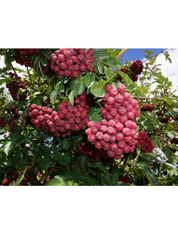 Рябина сортовая  Гранатная