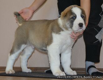 Кобель №3. ВЕРДЕН. Продан.