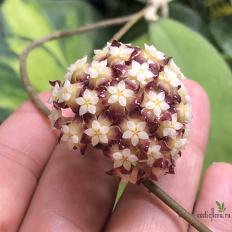 Hoya sp. Borneo EPC-953
