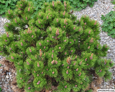 Сосна горная Петерле - Peterle