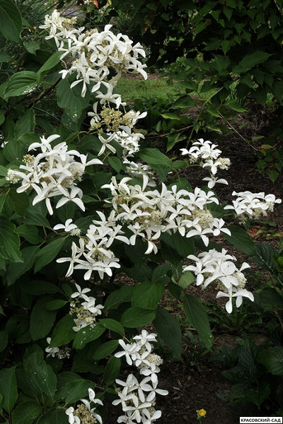 Купить Гортензия метельчатая Грейт Стар в Москве - Фото - Красовский-Сад.рф
