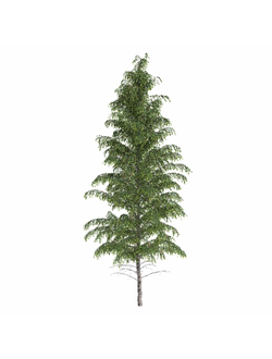 хвойные Ель Бревера 12