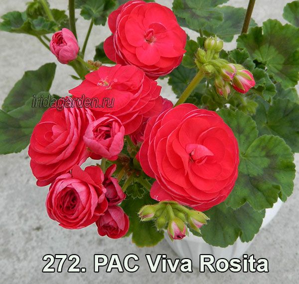 пеларгония PAC Viva Rosita 