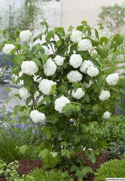 Калина Обыкновенная Розеум - фото в саду - красовский-сад.рф