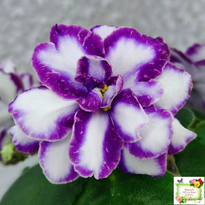 ЮШ-Надюша (Ю.Шаховцева) химера (пасынок из цветоноса укоренённый)