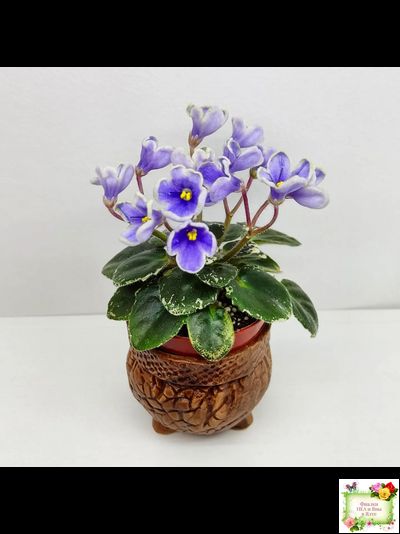 Н-Лесной Родник (Н. Бердникова) 2015 (детка-стартер)