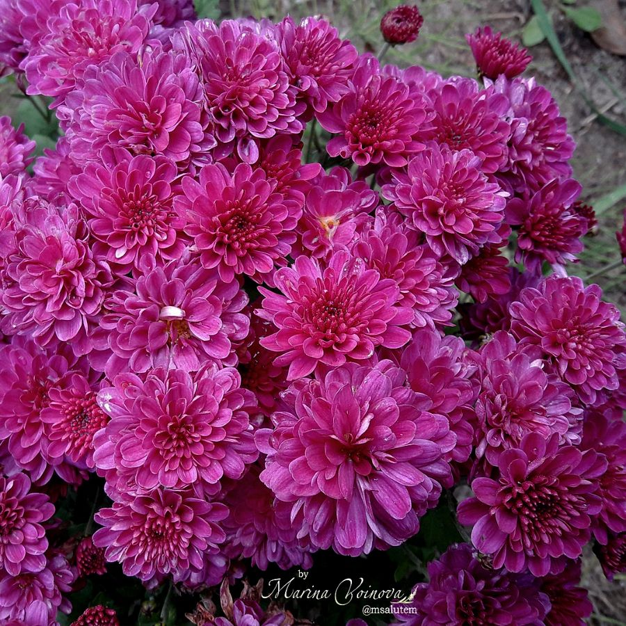 Chrysanthemum Bransound Purple  Мультифлора Брансаунд Пурпл