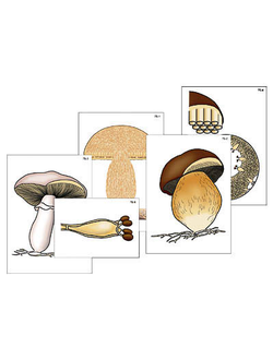 Модель-аппликация "Размножение шляпочного гриба" (ламинированная)