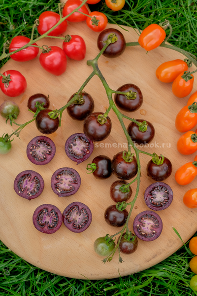Томат Empress Purple Tomato (Черничный Щербет), 8 шт