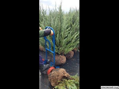 Можжевельник Мунглоу - Moonglow