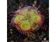 Drosera "Sessilifolia"