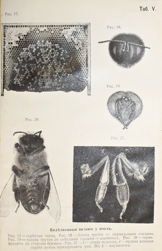 Цандер Э. Болезни и враги взрослых пчел. СПб.: Тип. `Орбита`, [1915].