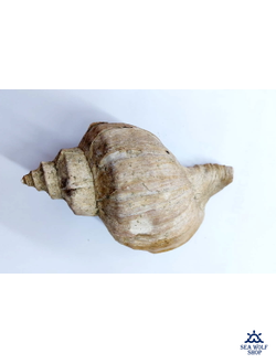 Раковина Рапаны сувенир морская ракушка