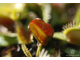 Dionaea muscipula Fondue