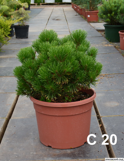 Сосна горная Карстенс Винтерголд - Carsten`s Wintergold