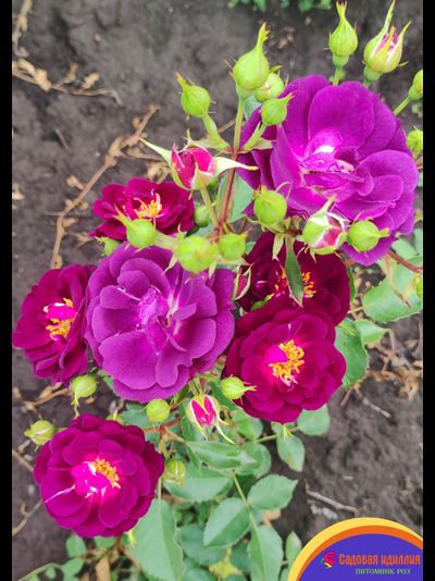 Миднайт Блю (Midnight Blue)