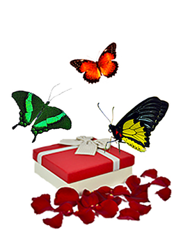 Салют из 3 бабочек