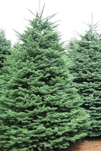 Пихта бальзамическая