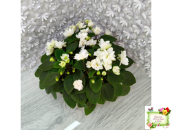 ЛЕ-Жемчужинка (Е. Лебецкая) 2018 г. трейлер