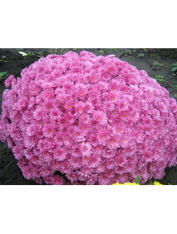 Хризантема мультифлора Branbeache Lilac