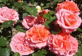 Саженцы роз: доставка, цены, характеристики