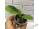 Ficus Diversifolia var.  Watermelon / фикус дельтовидный Арбуз