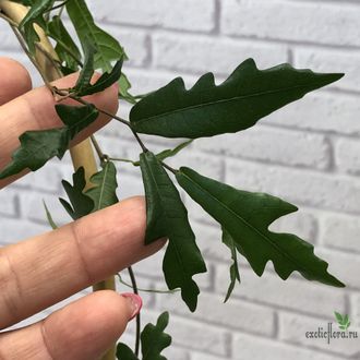 Ficus sp. (Камбоджа) / фикус природник Камбоджи