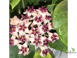 Hoya 'Patricia' (H. darwinii × H. elliptica)