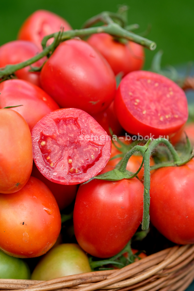 Томат Царица Полей, 10 шт