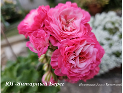 Герань Янтарный Берег