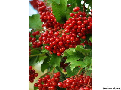 Калина Таежные рубины - фото ягод - красовский-сад.рф