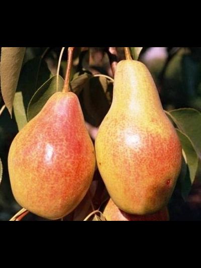 Талгарская красавица (груша), 2года, ЗКС