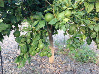 Бергамот (Citrus bergamia) Италия, 5 мл - 100% натуральное эфирное масло