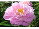 Paeonia pink charmer