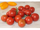 Camone scuro a pinta (Италия)