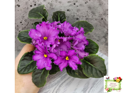 НК-Императорский Сад (Н.Козак) 2019 г. (лонг листва)