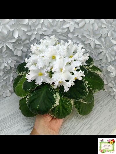 ЛИС-Поиграй Снежинками (Л. Сергеева) 2024 г.