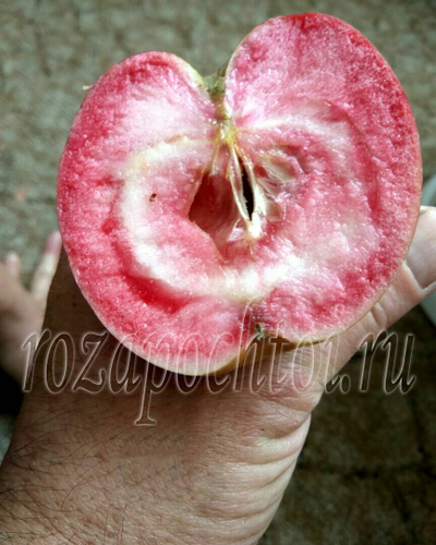 Яблоня Ред Кетти (Red Ketti)