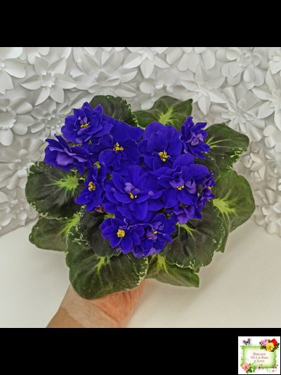 Р-Голубика (В. Зуб) 2023 г.