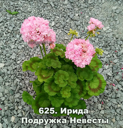 Пеларгония Ирида Подружка Невесты