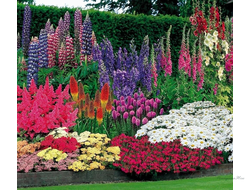 Многолетние цветы