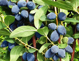 Жимолость  Giant's Heart