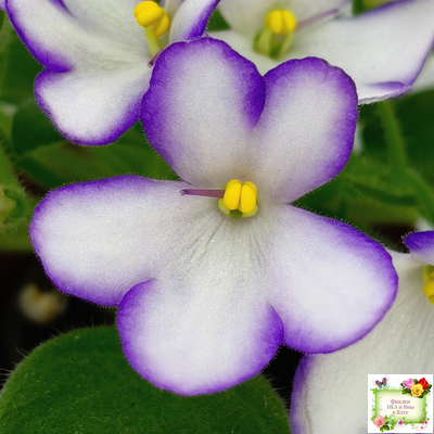 2А-Проба Пера (Е. Кольцова) 2024 г. (детка)