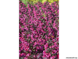 Вейгела цветущая Виктория фото в ландшафте красовский-сад.рф