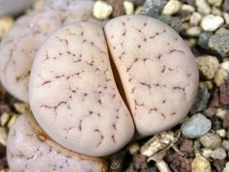 Lithops gracilidelineata v.waldroniae C243 - 10 семян