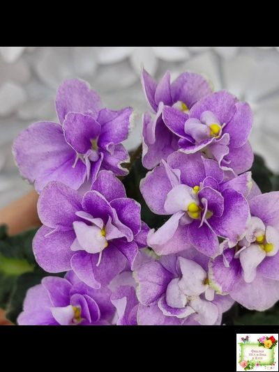 Fay's Madeleine (F. Wagman)