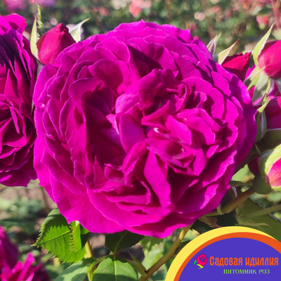 Парфюм де Рев (Parfum de Reve)