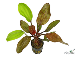 Эхинодорус Пауль Клокер (пластиковый горшок)